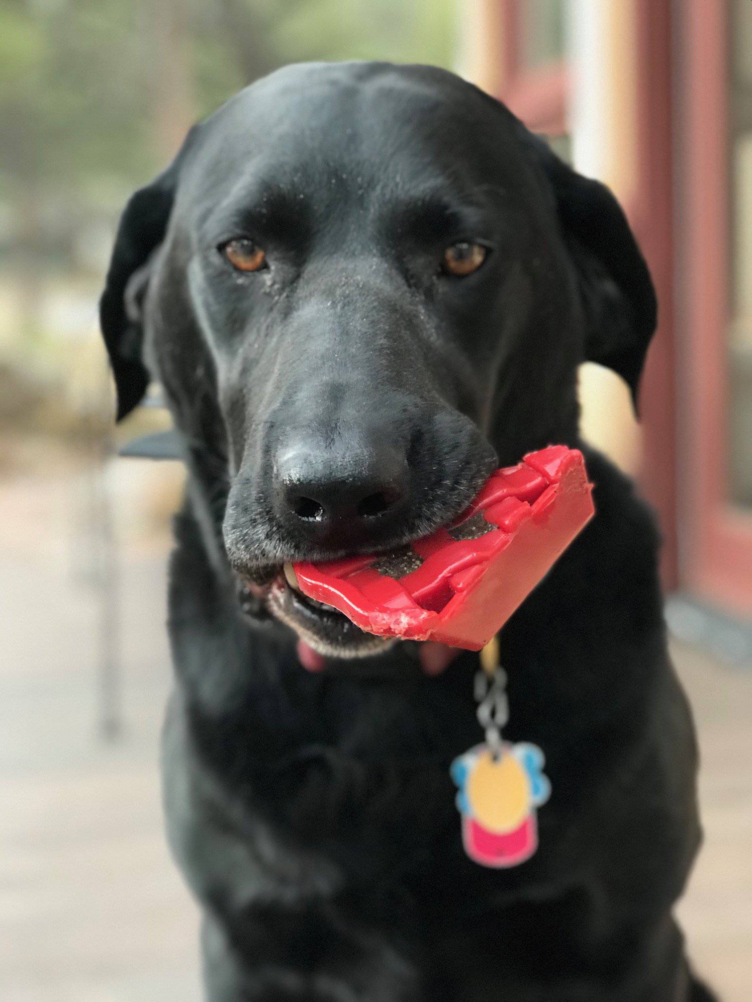 Cherry dog treats online