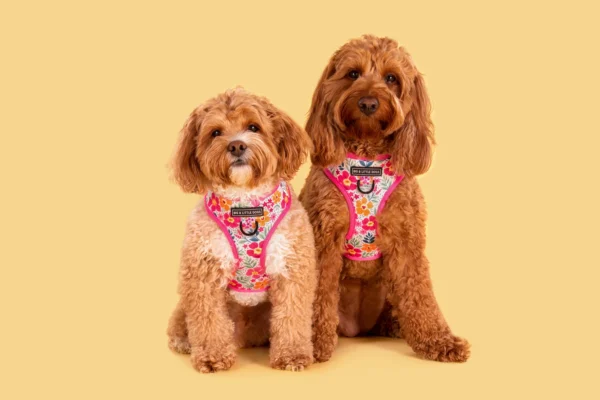 Big & Little Dogs ‘Sweet Blossoms’ Valentine's Adjustable Dog Harness