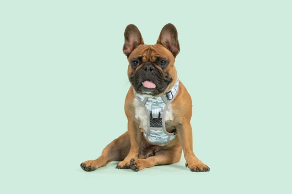 Big & Little Dogs Grey Camo All-Rounder Dog Harness