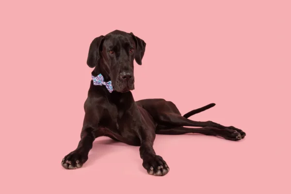Big & Little Dogs Cloudland Adjustable Dog Collar