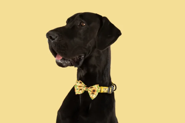 Big & Little Dogs Sunny Vibes Sunflower Print Adjustable Dog Collar