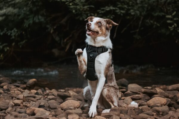 Petrichor Adjustable Dog Harness by Twiggy Tags - available at The Lancashire Dog Company