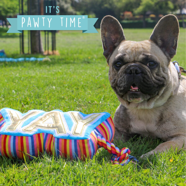 Ancol Yay Tugger Birthday Dog Toy at The Lancashire Dog Company