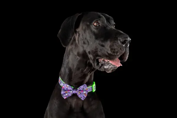 Big & Little Dogs Haunted Hound Dog Collar | The Lancashire Dog Company