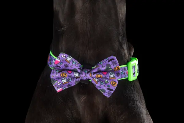 Big & Little Dogs Haunted Hound Dog Collar | The Lancashire Dog Company