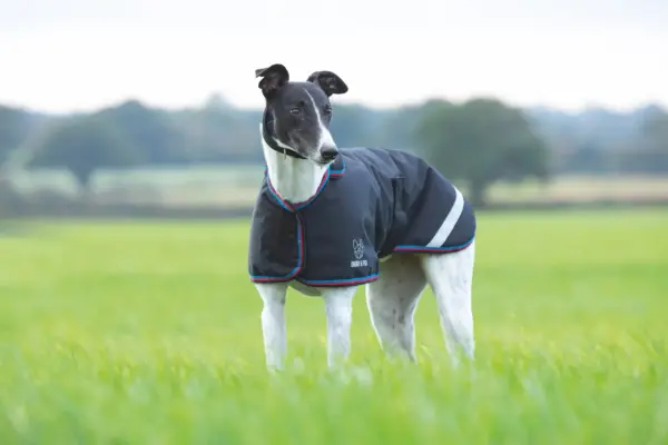 Digby & Fox Waterproof Sighthound Coat at The Lancashire Dog Company