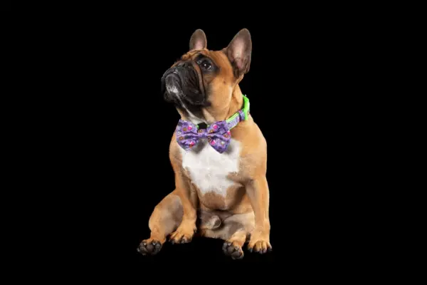 Big & Little Dogs Haunted Hound Dog Collar | The Lancashire Dog Company
