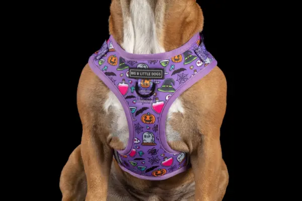 Big & Little Dogs ‘Haunted Hound’ Adjustable Dog Harness at The Lancashire Dog Company