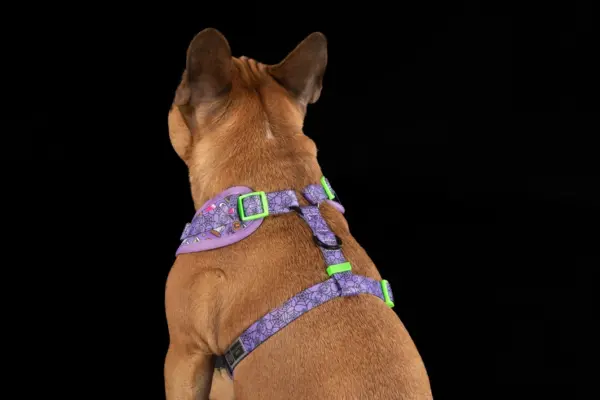 Big & Little Dogs ‘Haunted Hound’ Adjustable Dog Harness at The Lancashire Dog Company