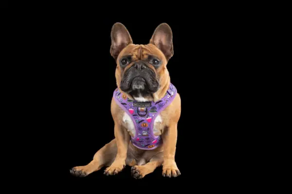 Big & Little Dogs ‘Haunted Hound’ Adjustable Dog Harness at The Lancashire Dog Company