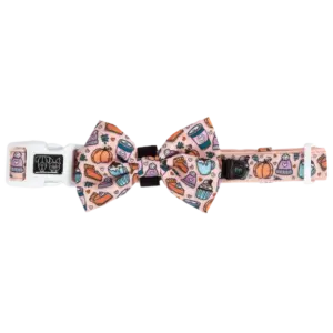 Big & Little Dogs Pupkin Spice Dog Collar at The Lancashire Dog Company