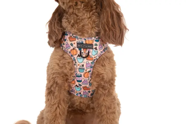 Big & Little Dogs ‘Pupkin Spice’ Dog Harness at The Lancashire Dog Company