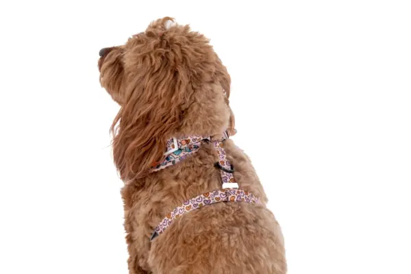Big & Little Dogs ‘Pupkin Spice’ Dog Harness at The Lancashire Dog Company