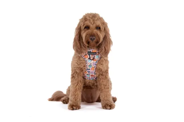 Big & Little Dogs ‘Pupkin Spice’ Dog Harness at The Lancashire Dog Company