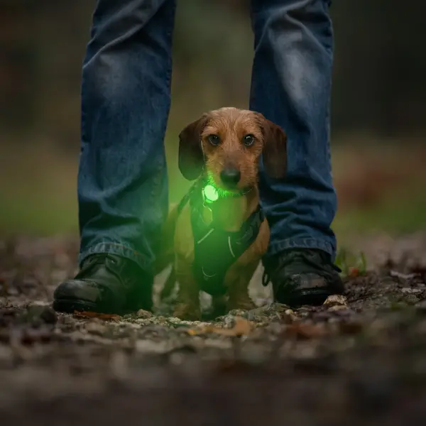 Twiggy Tags Trailfinder Safety Light at The Lancashire Dog Company