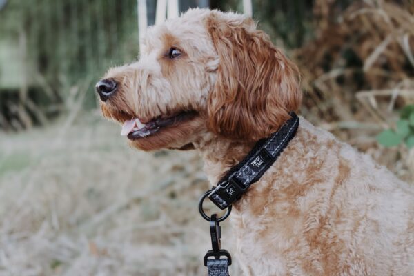 Twiggy Tags Petrichor Adventure Dog Collar at The Lancashire Dog Company