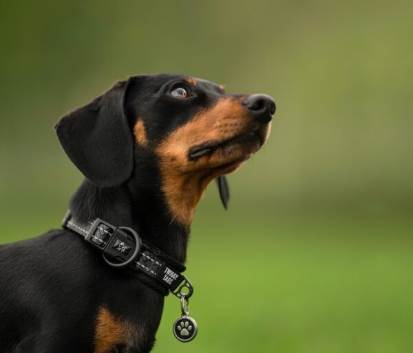 Twiggy Tags Petrichor Adventure Dog Collar at The Lancashire Dog Company