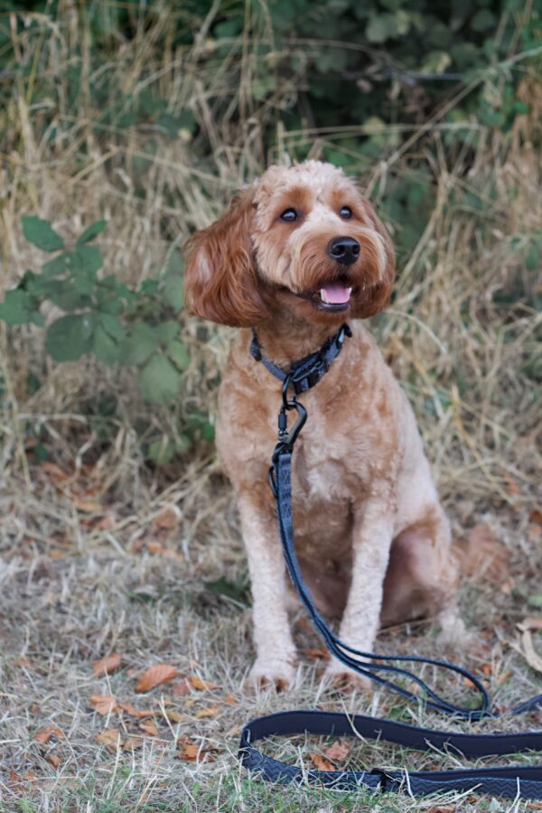 Twiggy Tags Petrichor Adventure Close Control dog lead at The Lancashire Dog Company