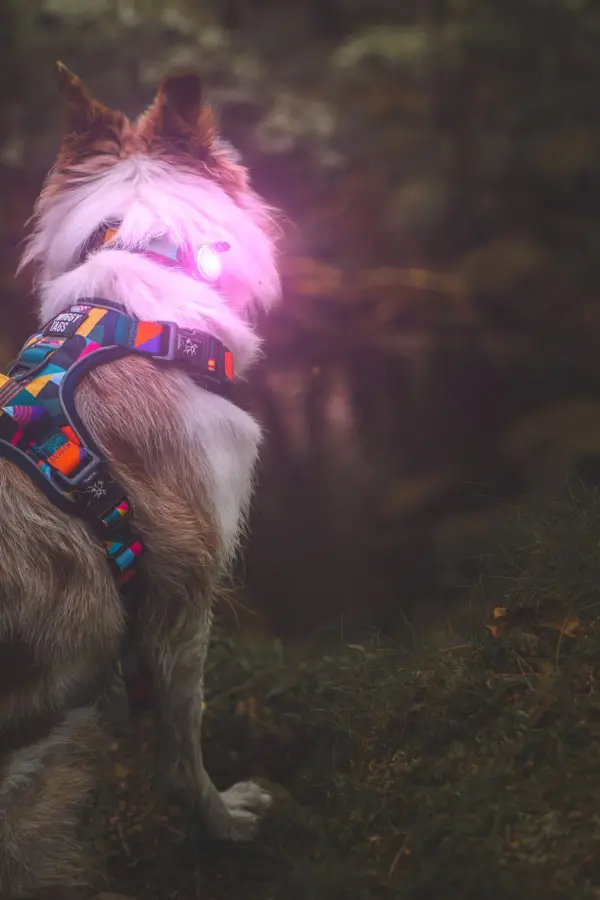 Twiggy Tags Trailfinder Safety Light at The Lancashire Dog Company