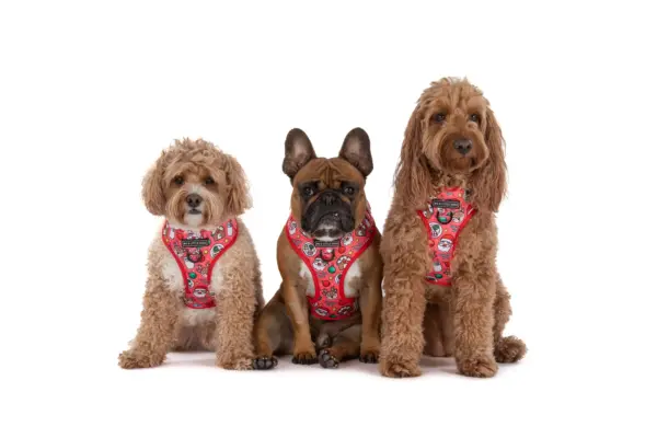 Big & Little Dogs Santa's Cookies Adjustable Dog Harness at The Lancashire Dog Company