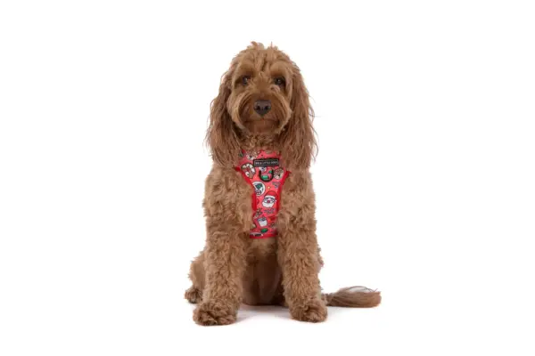 Big & Little Dogs Santa's Cookies Adjustable Dog Harness at The Lancashire Dog Company