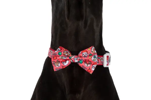 Big & Little Dogs Santa's Cookies Dog Collar at The Lancashire Dog Company