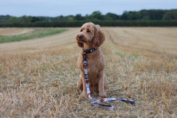 Twiggy Tags Wanderlust Adventure Dog Collar at The Lancashire Dog Company