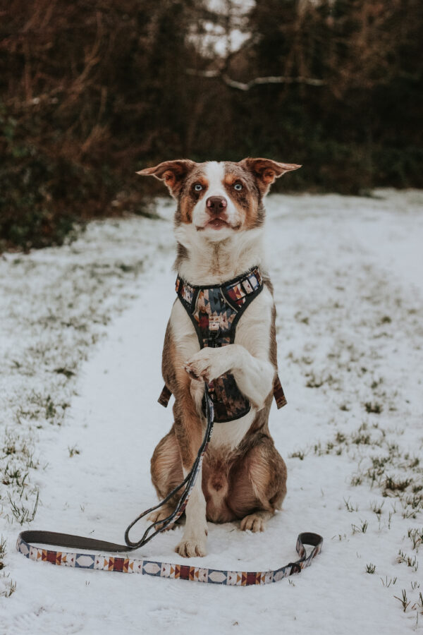 Wanderlust Adjustable Dog Harness by Twiggy Tags at The Lancashire Dog Company