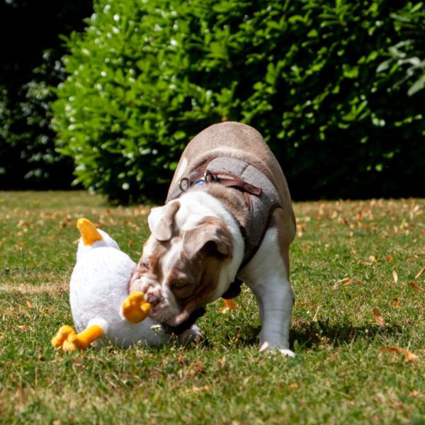 Ancol Plush Seagull Dog Toy at The Lancashire Dog Company