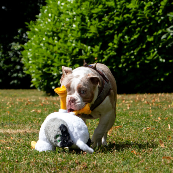 Ancol Plush Seagull Dog Toy at The Lancashire Dog Company