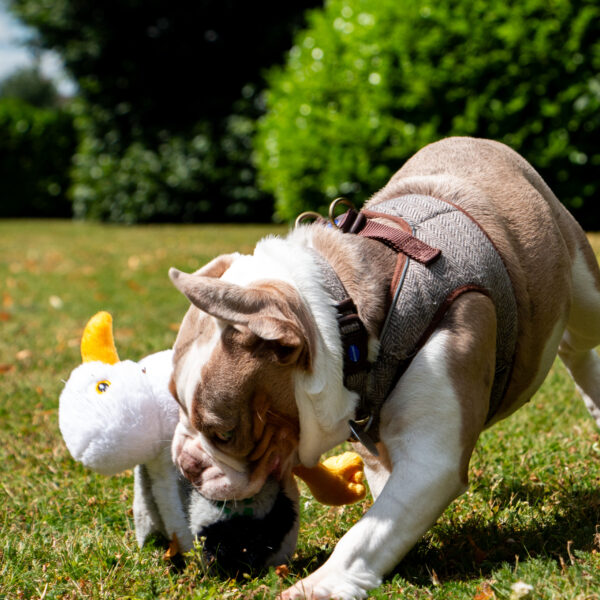 Ancol Plush Seagull Dog Toy at The Lancashire Dog Company
