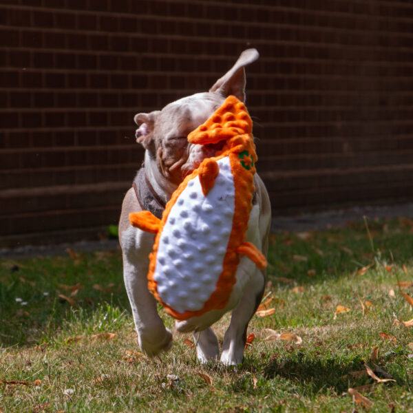 Ancol Puffer Fish Dog Toy at The Lancashire Dog Company