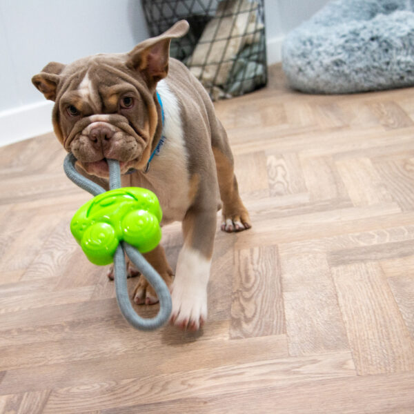 Ancol Small Bite Frog Teether and Tugger at The Lancashire Dog Company