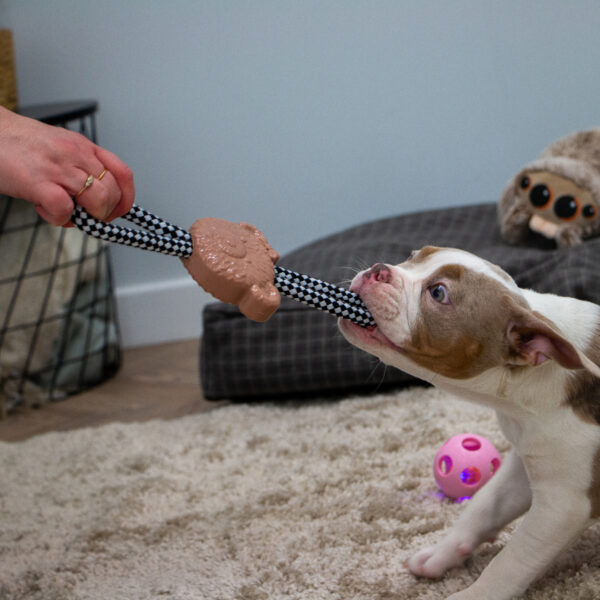 Ancol Small Bite Teddy Teether and Tugger at The Lancashire Dog Company