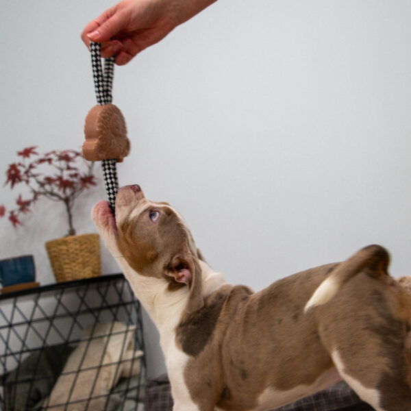 Ancol Small Bite Teddy Teether and Tugger at The Lancashire Dog Company