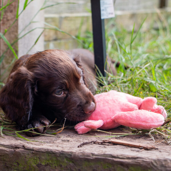 Ancol Small Bite Crab Cuddler Dog Toy at The Lancashire Dog Company