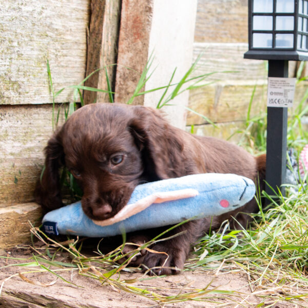 Ancol Small Bite Eel Cuddler Dog Toy at The Lancashire Dog Company