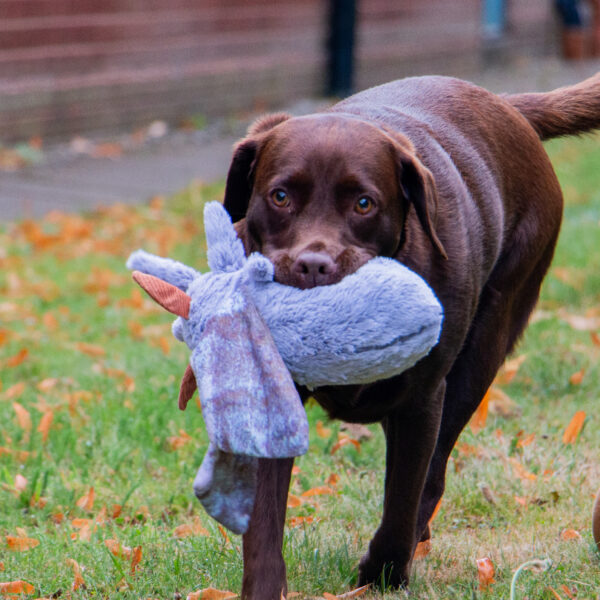 Ancol Cuddle Fluffy Moths Dog Toy at The Lancashire Dog Company