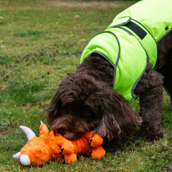 Ancol Roarsome Dino's Dog Toy at The Lancashire Dog Company