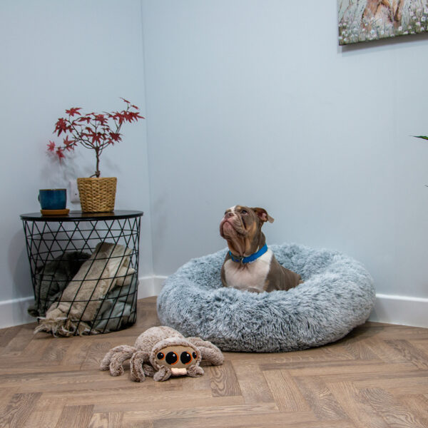 Ancol Sid Spider Plush Dog Toy at The Lancashire Dog Company
