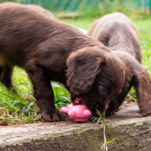 Ancol Small Bite Ball Belly Dog Toy at The Lancashire Dog Company