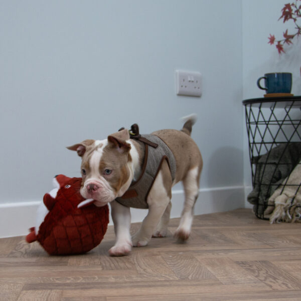 Ancol Quilted Cuddle Woodland Dog Toy at The Lancashire Dog Company