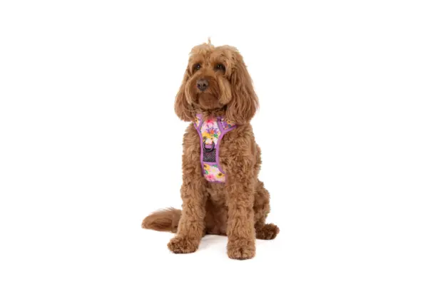 Big & Little Dogs Spring Fling Dog Harness at The Lancashire Dog Company