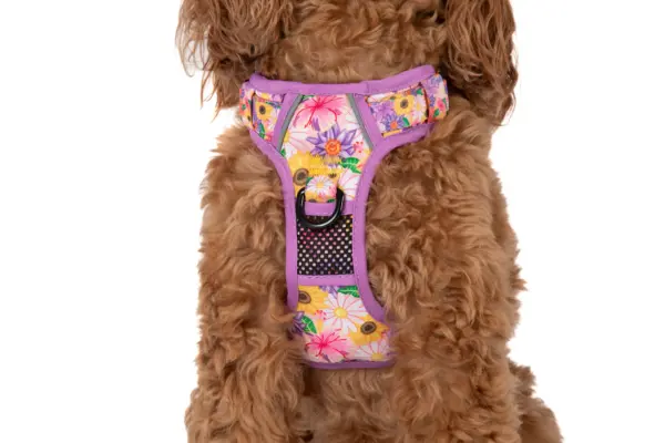 Big & Little Dogs Spring Fling Dog Harness at The Lancashire Dog Company