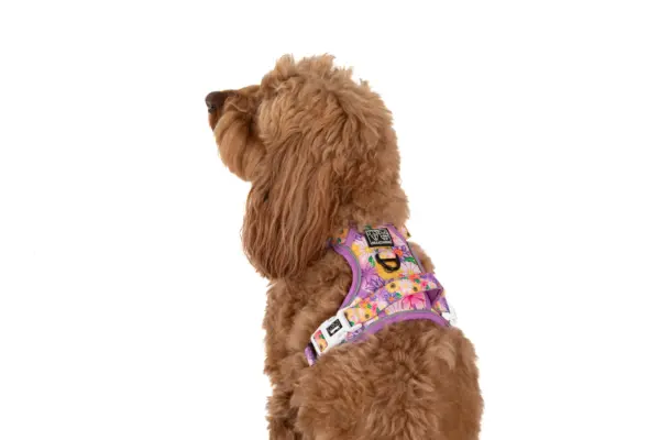 Big & Little Dogs Spring Fling Dog Harness at The Lancashire Dog Company