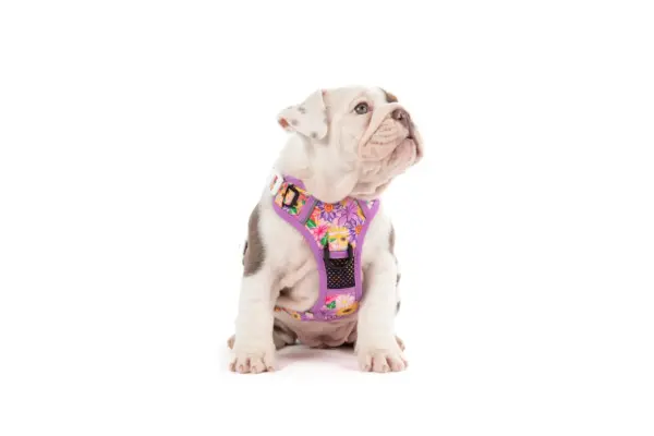 Big & Little Dogs Spring Fling Dog Harness at The Lancashire Dog Company