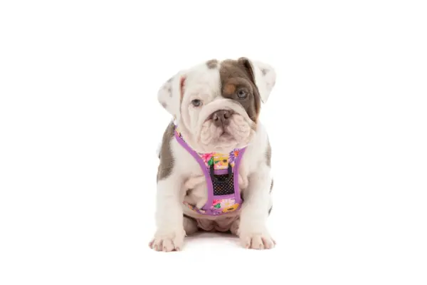 Big & Little Dogs Spring Fling Dog Harness at The Lancashire Dog Company