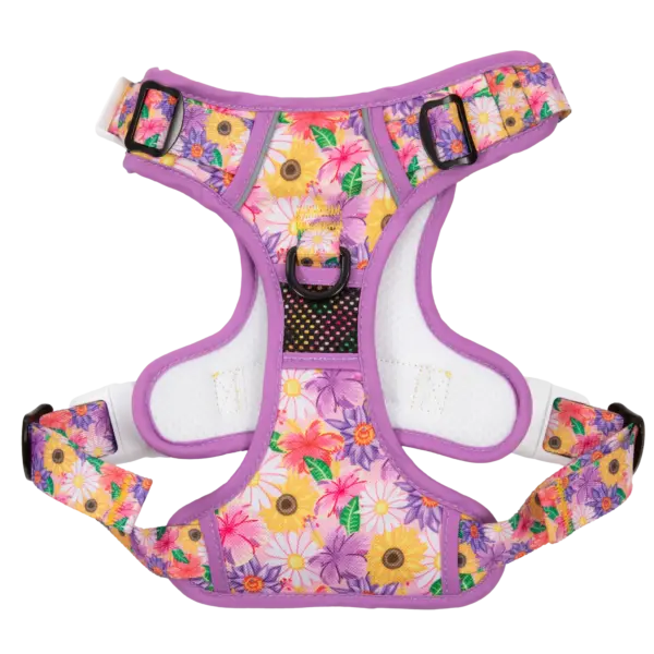 Big & Little Dogs Spring Fling Dog Harness at The Lancashire Dog Company