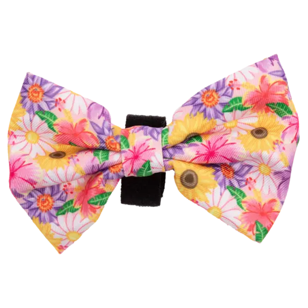Big & Little Dogs Spring Fling Dog Collar at The Lancashire Dog Company