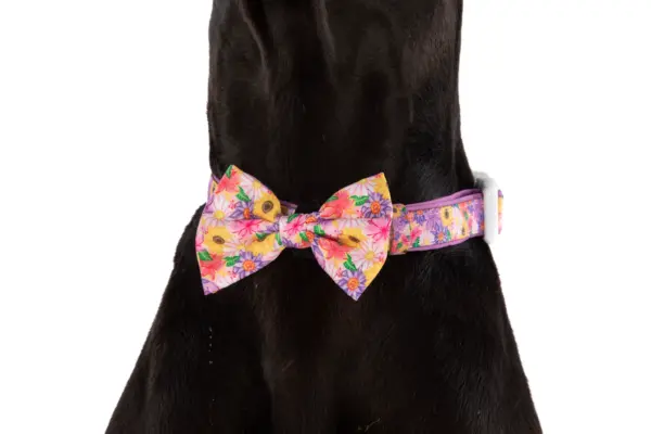Big & Little Dogs Spring Fling Dog Collar at The Lancashire Dog Company